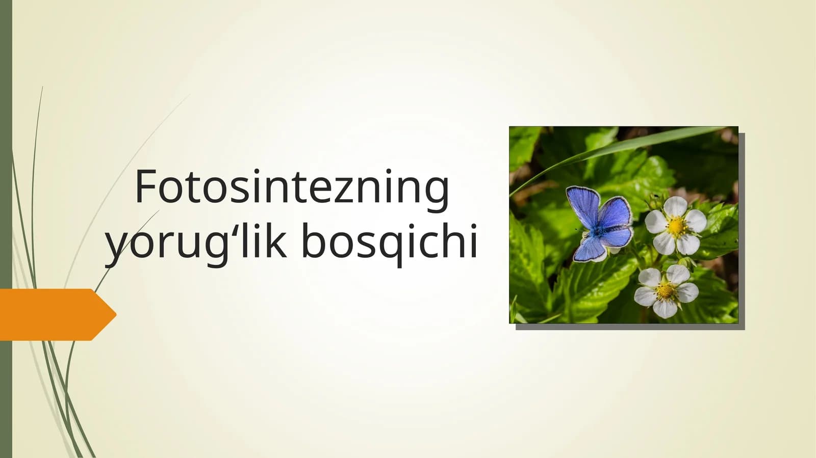 Fotosintezning yorugʻlik bosqichi