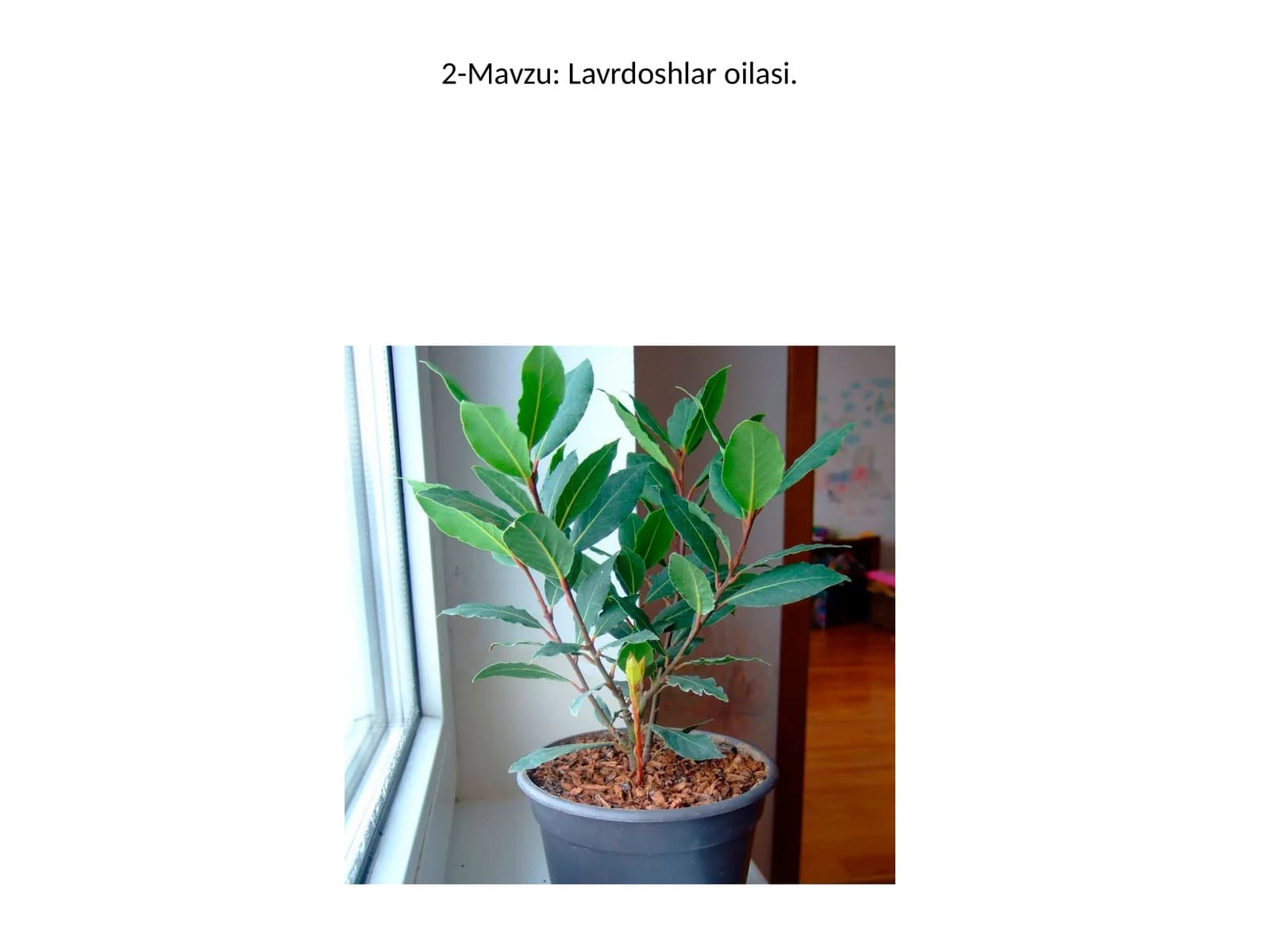 Lavrdoshlar oilasi