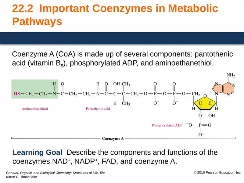 Coenzyme A (CoA)