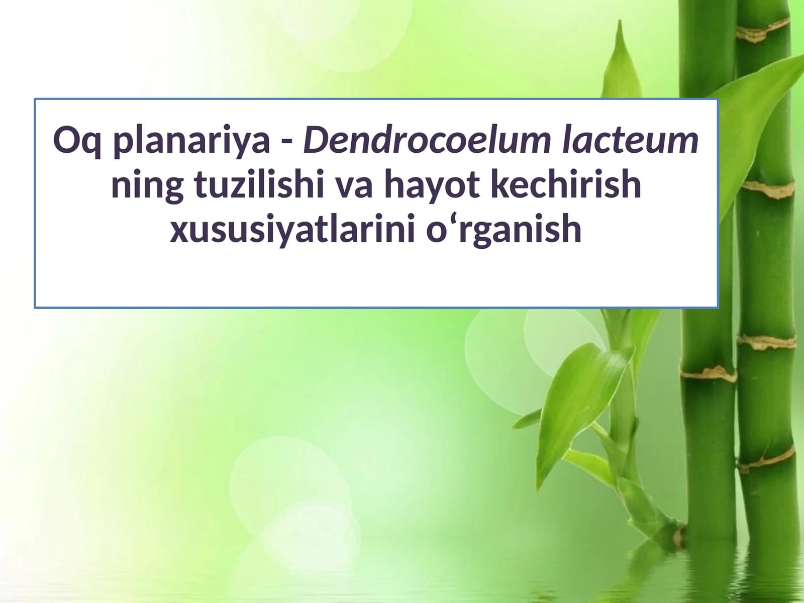 Oqplanariya-Dendrocoelumlacteumningtuzilishivahayotkechirishxususiyatlarinio‘rganish