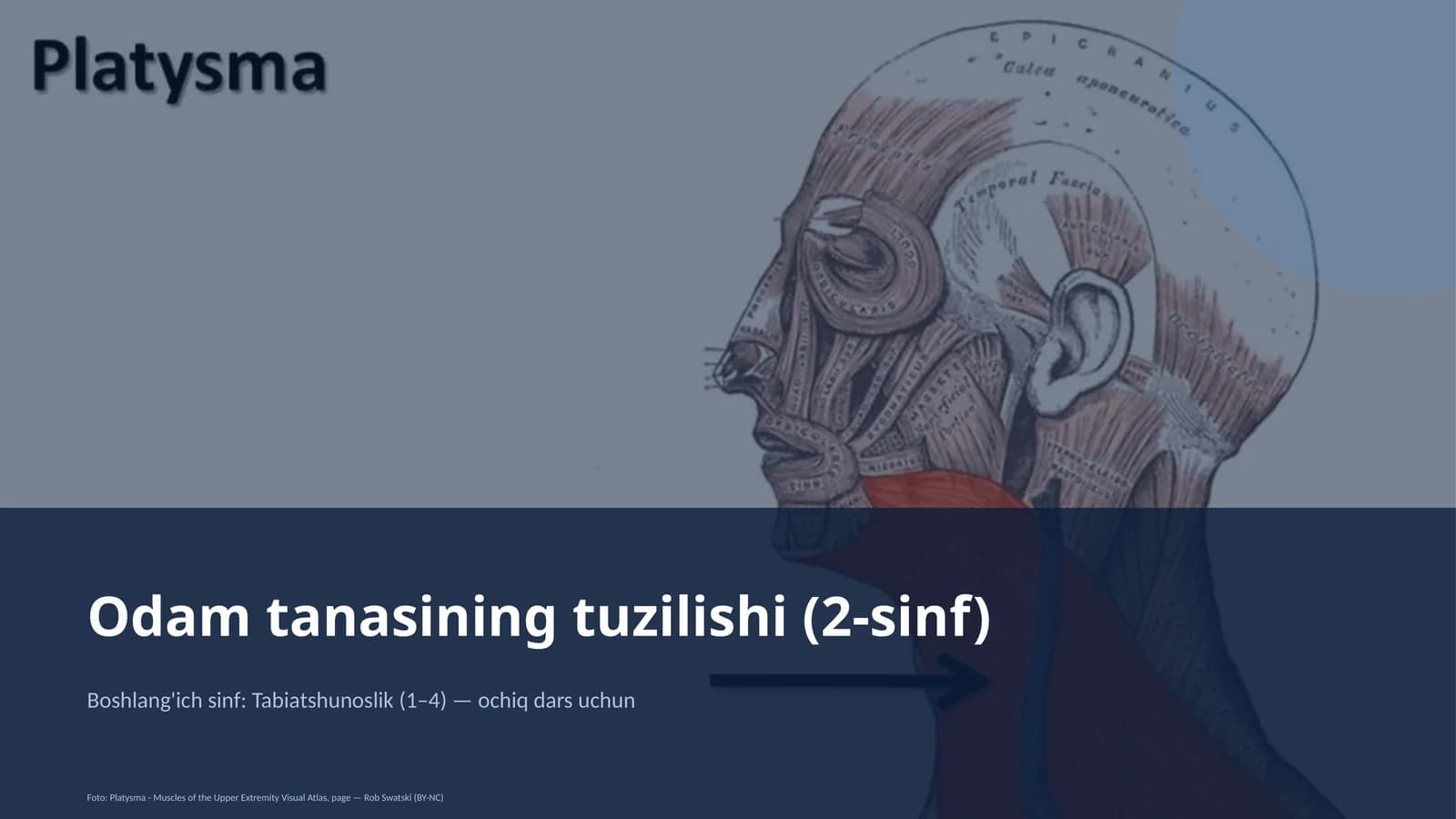 Odam tanasining tuzilishi (2-sinf)