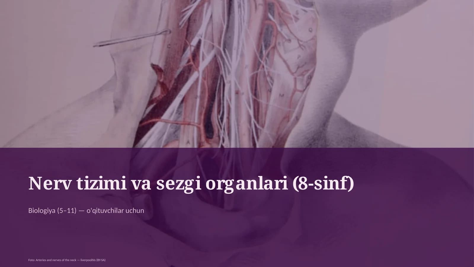 Nerv tizimi va sezgi organlari (8-sinf)