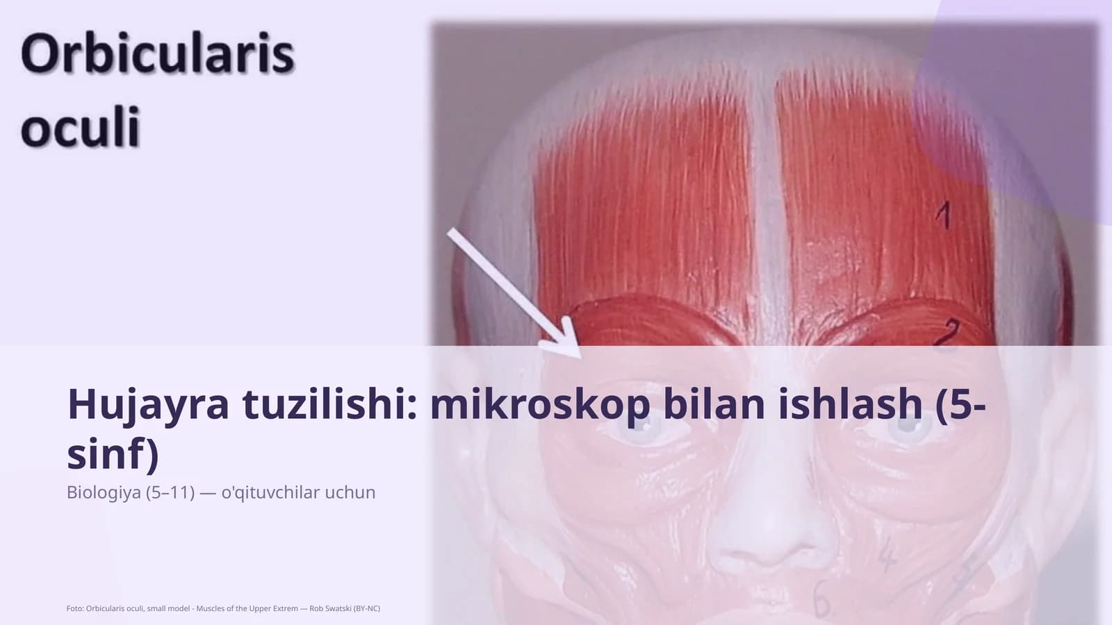 Hujayra tuzilishi: mikroskop bilan ishlash (5-sinf)