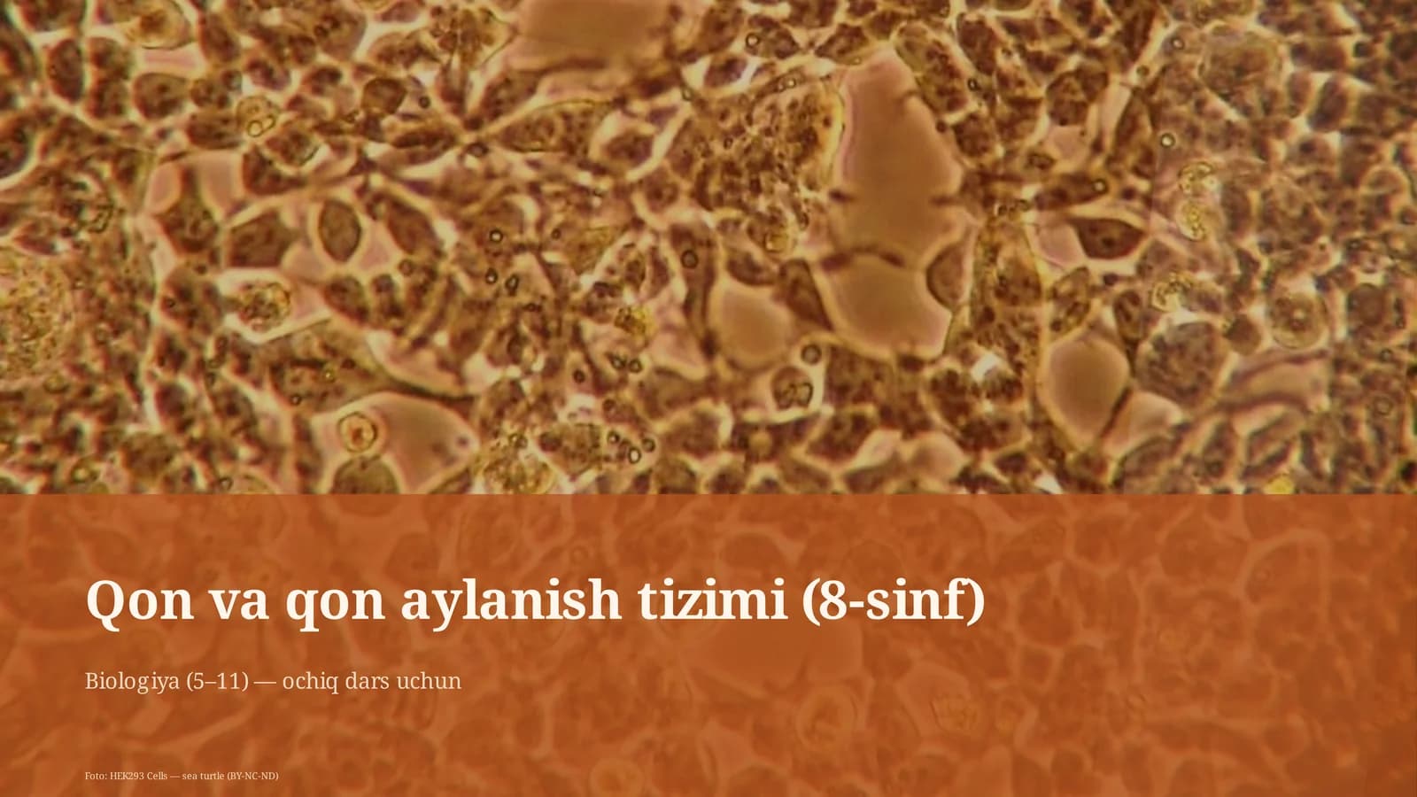 Qon va qon aylanish tizimi (8-sinf)