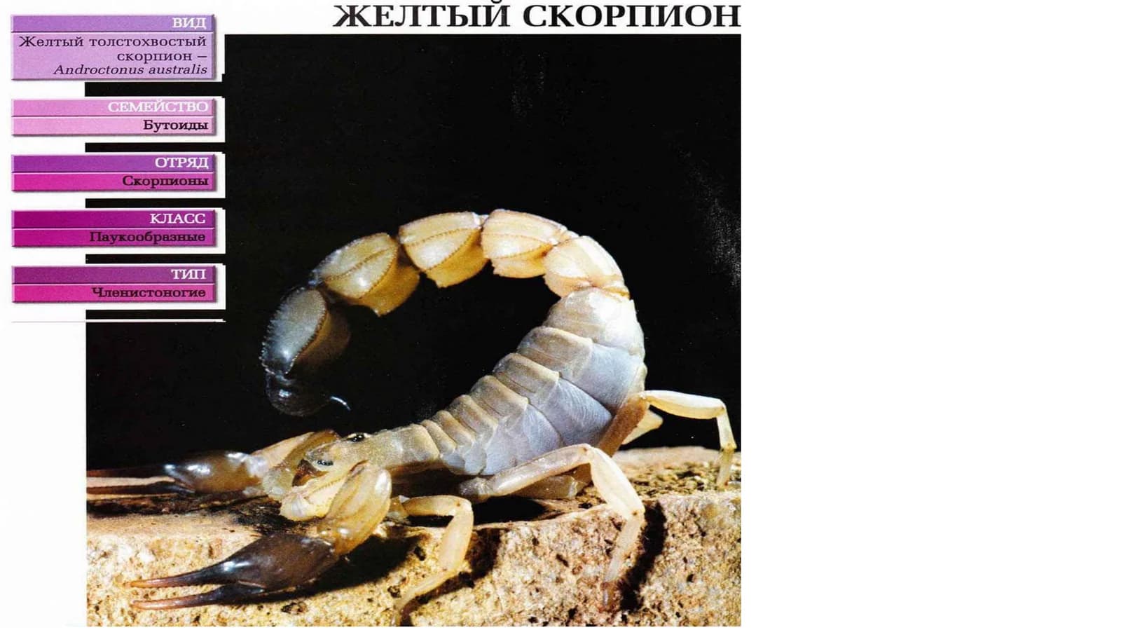 скорпион