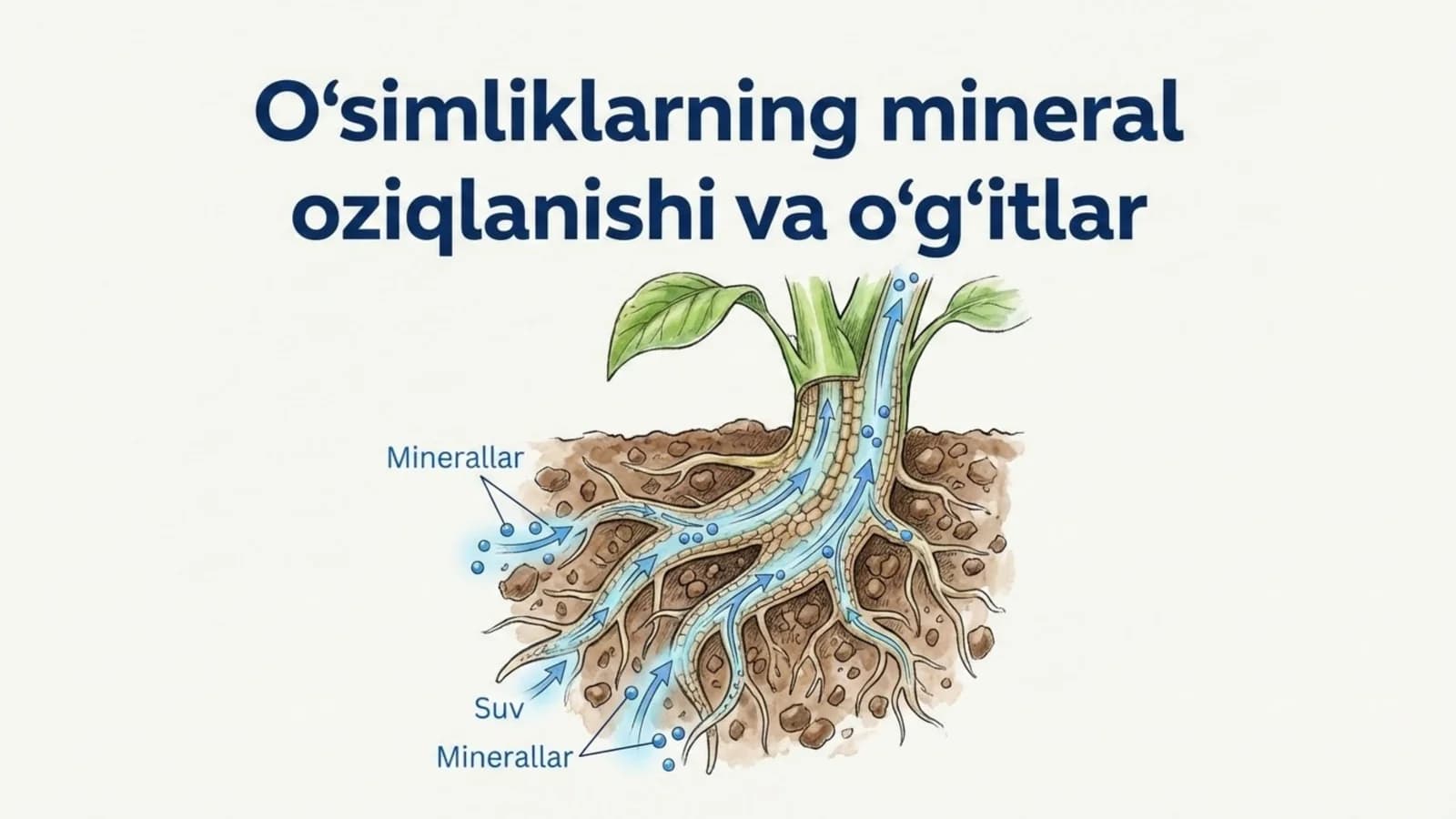O'simliklarning mineral oziqlanishi va o'g'itlar