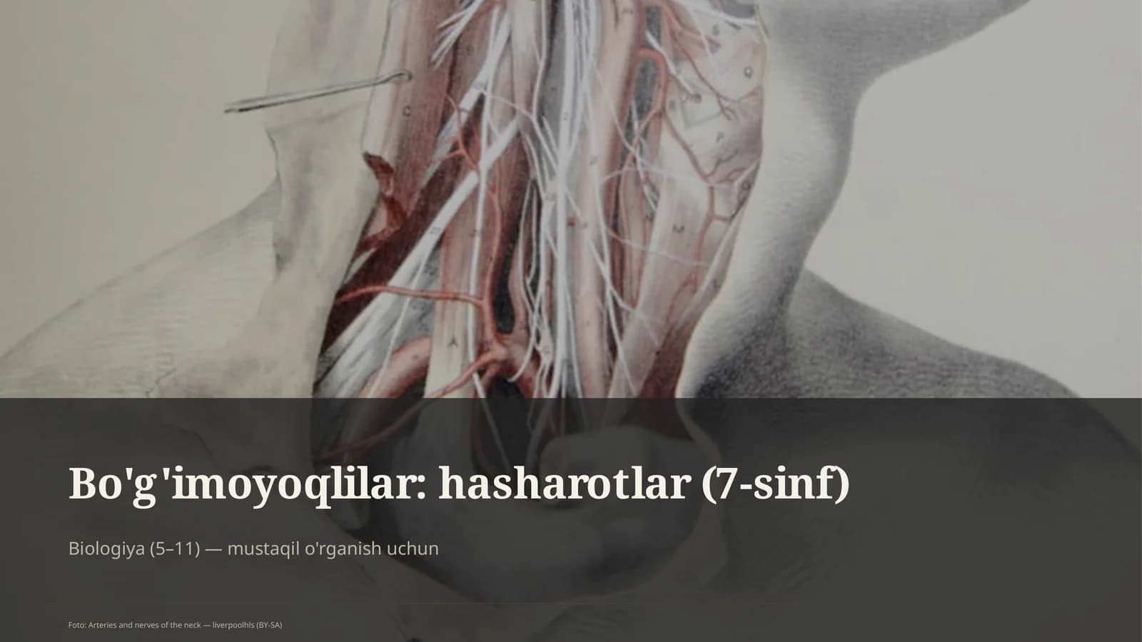 Bo'g'imoyoqlilar: hasharotlar (7-sinf)