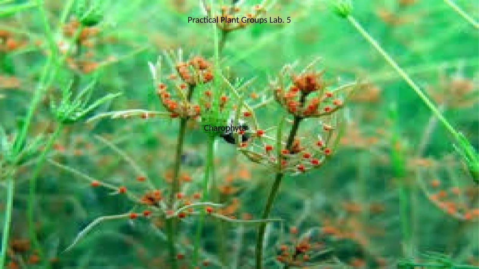 Practical Plant Groups Lab. 5