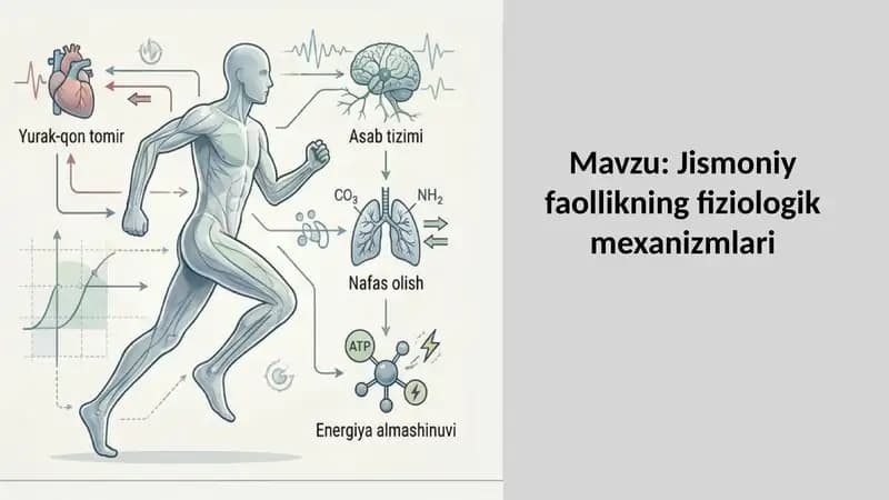 Jismoniy faollikning fiziologik mexanizmlari