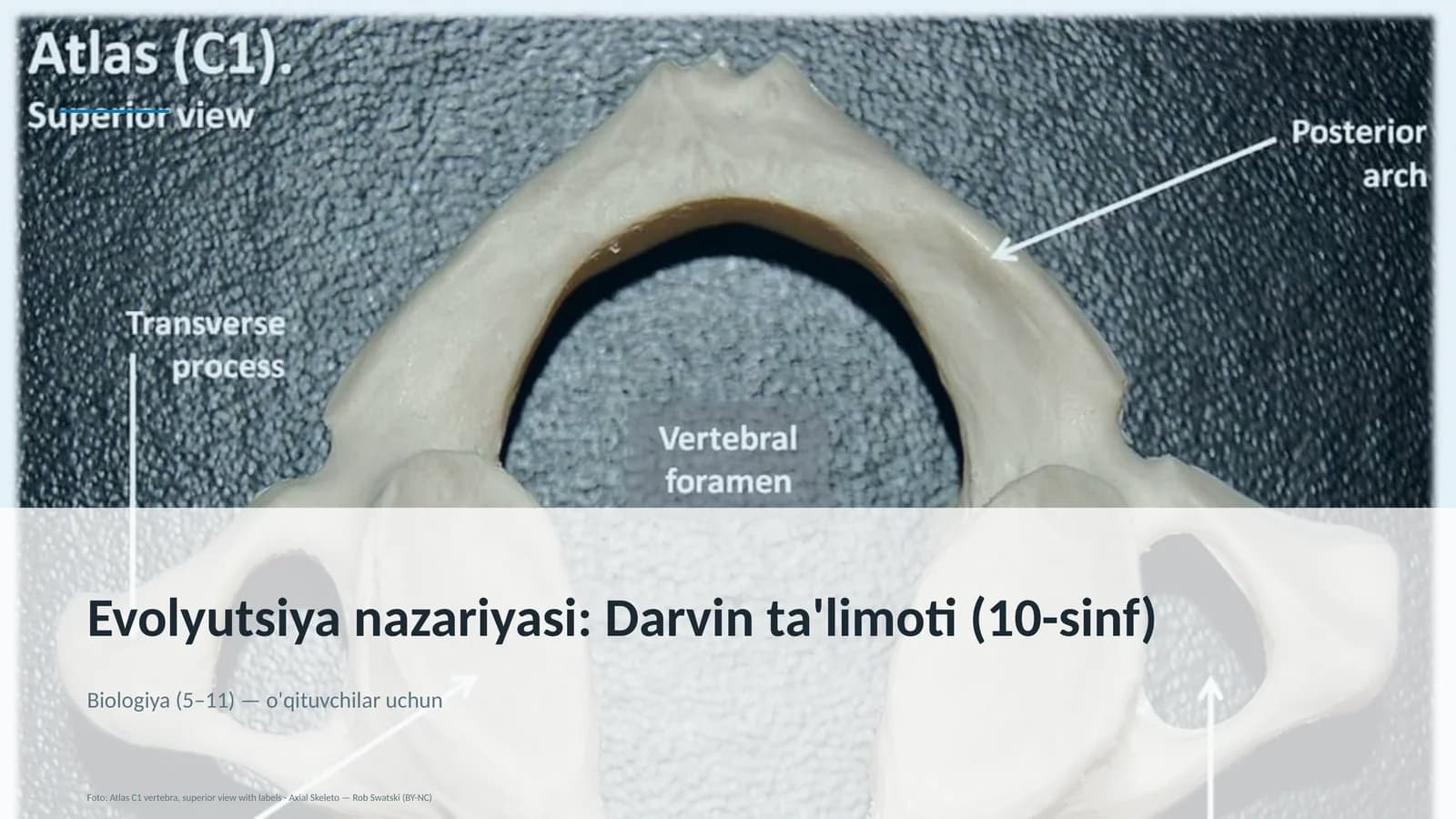 Evolyutsiya nazariyasi: Darvin ta'limoti (10-sinf)