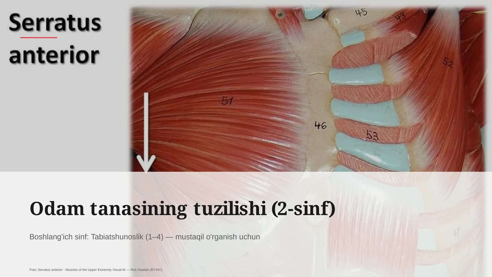 Odam tanasining tuzilishi (2-sinf)