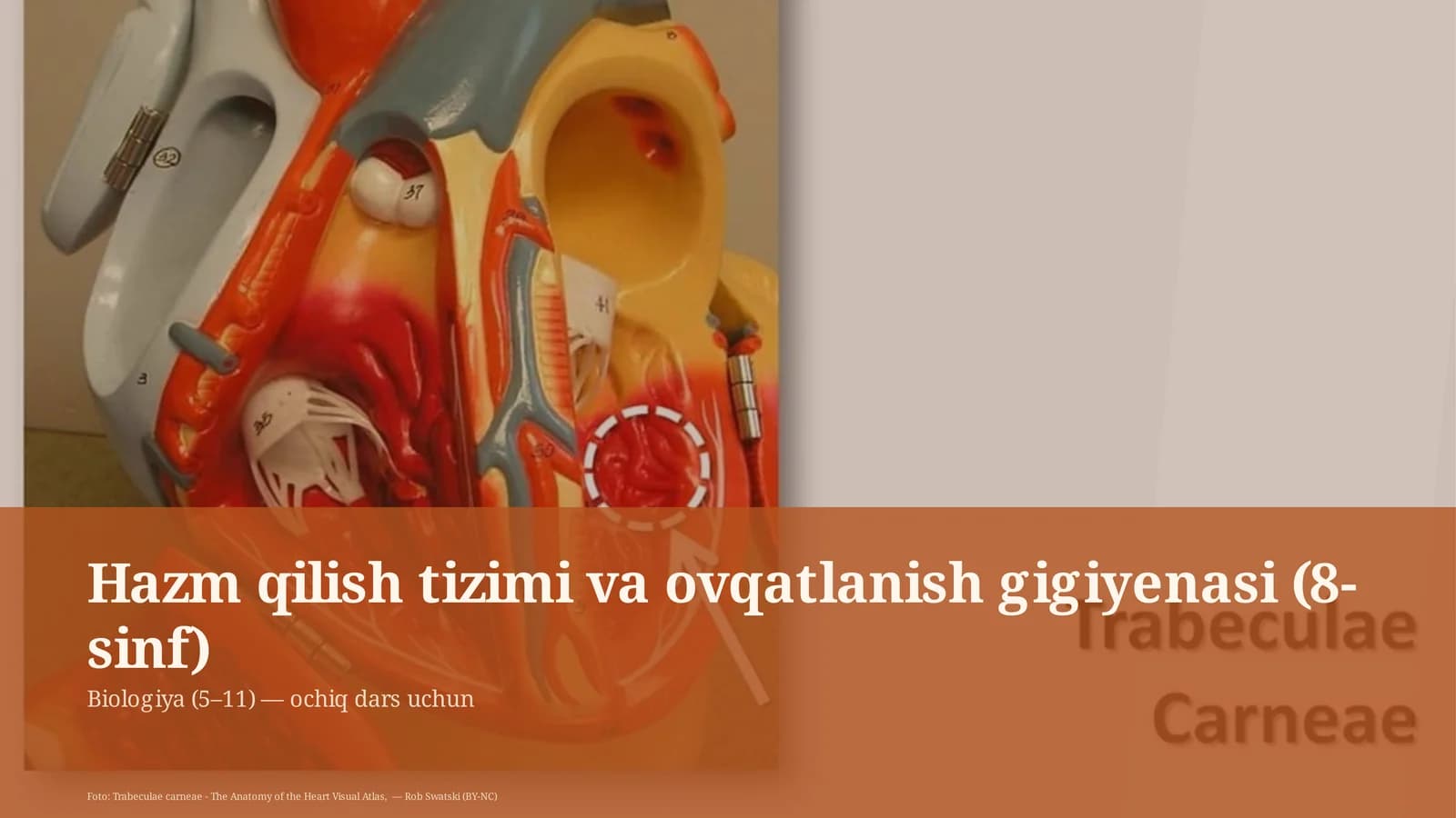 Hazm qilish tizimi va ovqatlanish gigiyenasi (8-sinf)