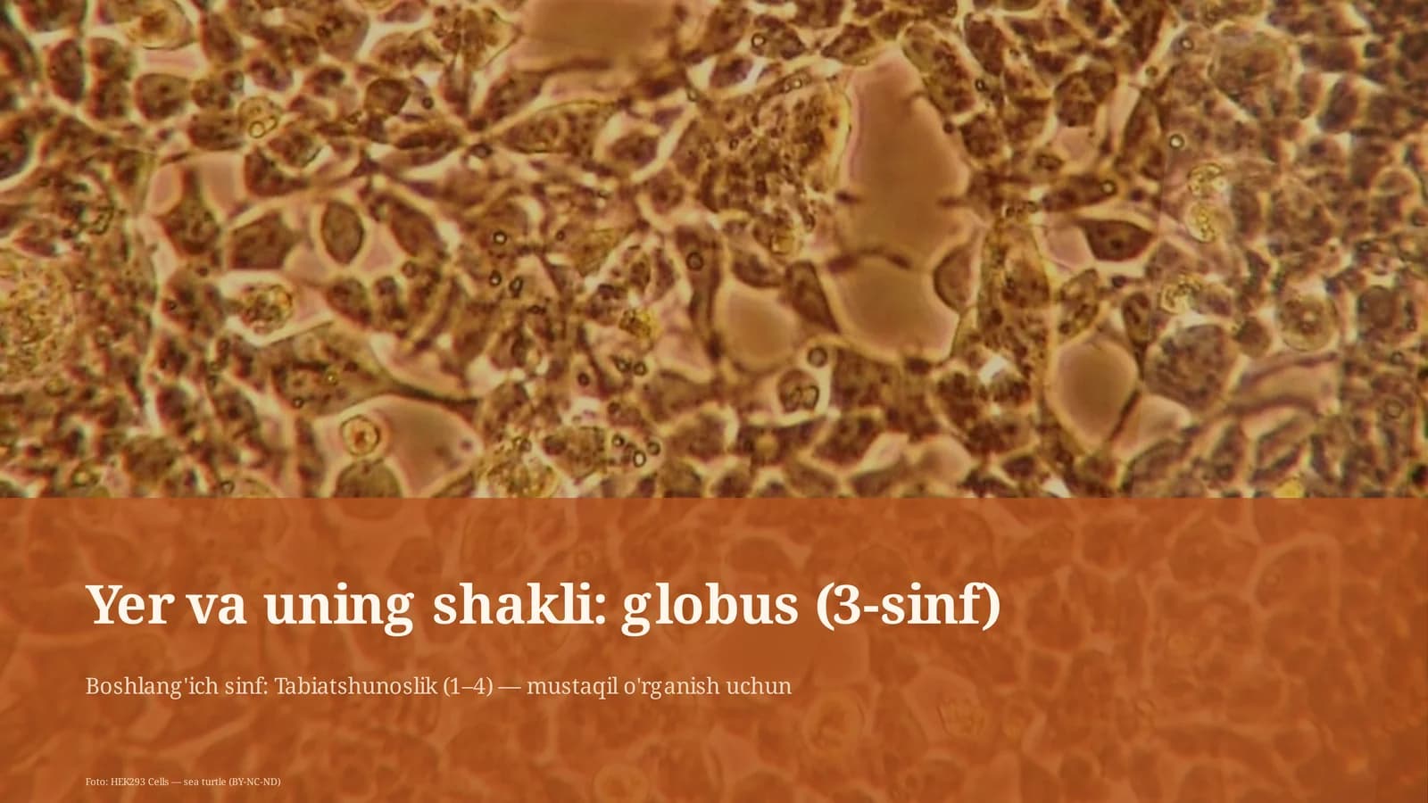 Globus (3-sinf)