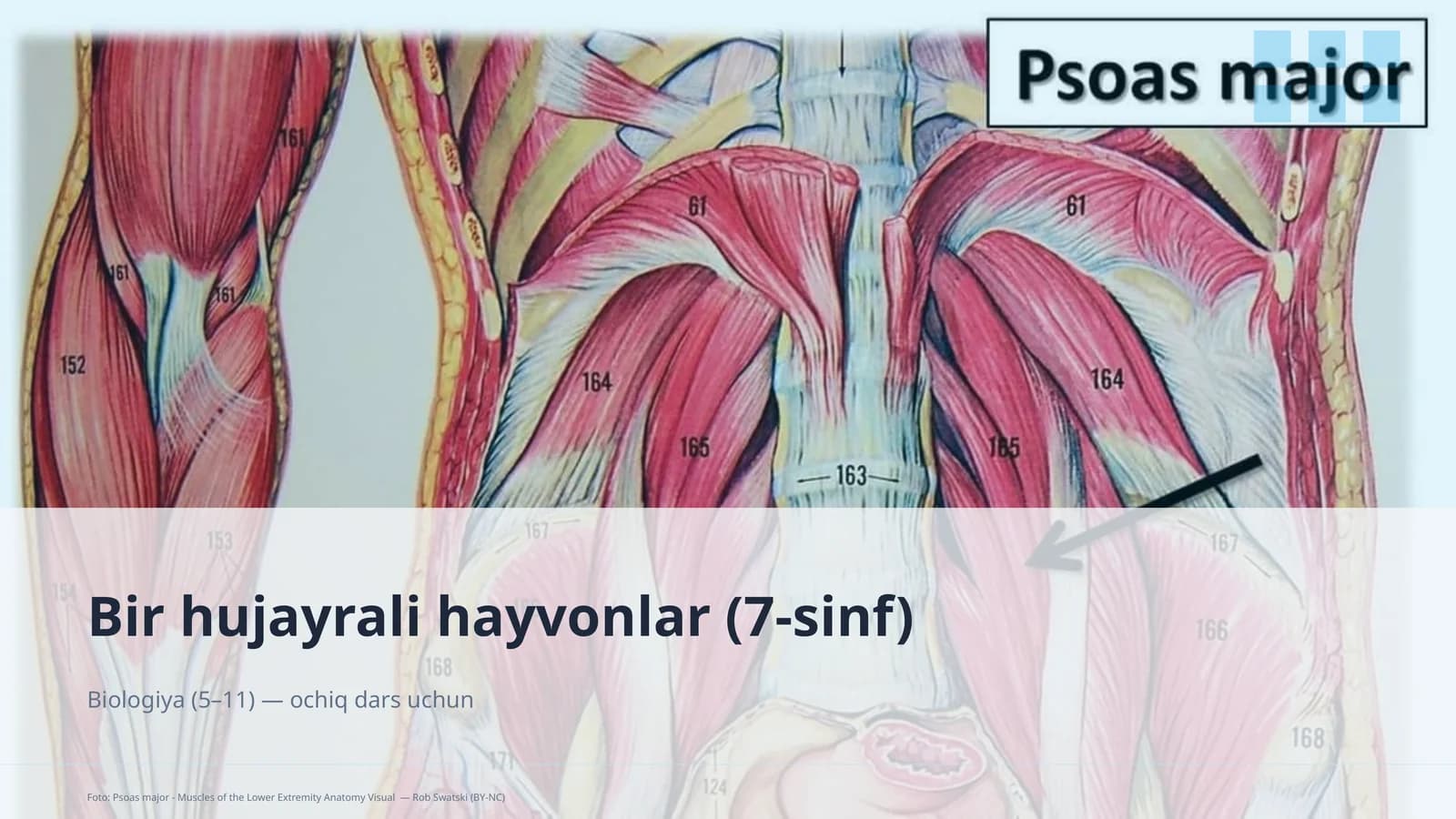 Bir hujayrali hayvonlar (7-sinf)