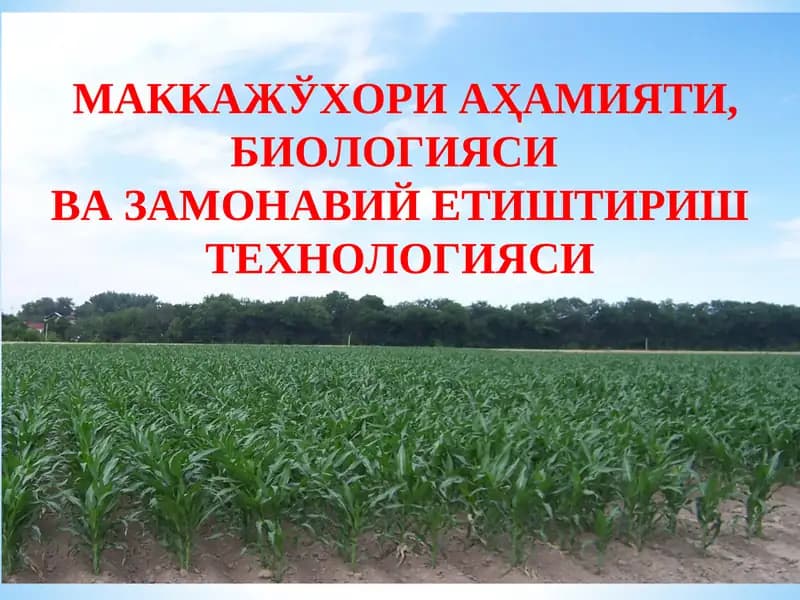 Маккажўхори аҳамияти, биологияси ва замонавий етиштириш технологияси
