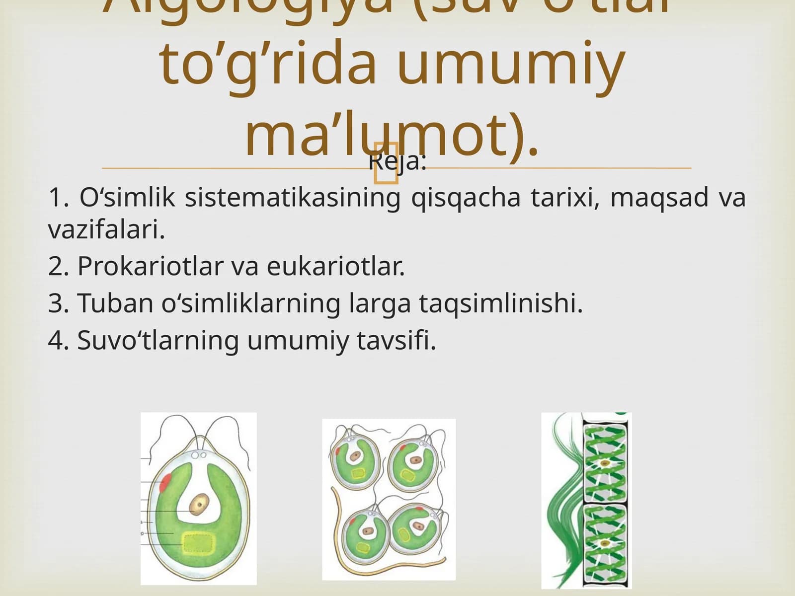 O‘simliklar Sistematikasi