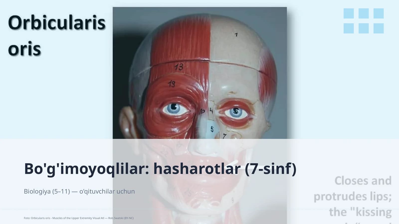 Bo'g'imoyoqlilar: hasharotlar (7-sinf)
