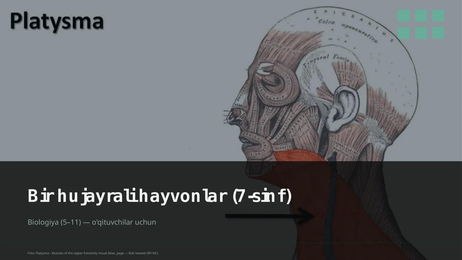 Bir hujayrali hayvonlar (7-sinf)
