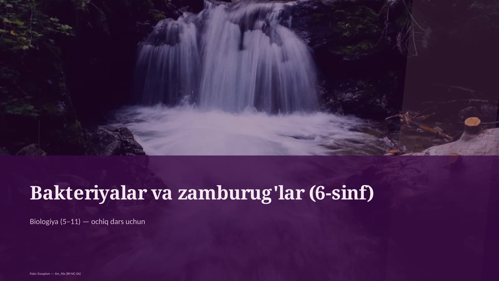 Bakteriyalar va zamburug'lar (6-sinf)