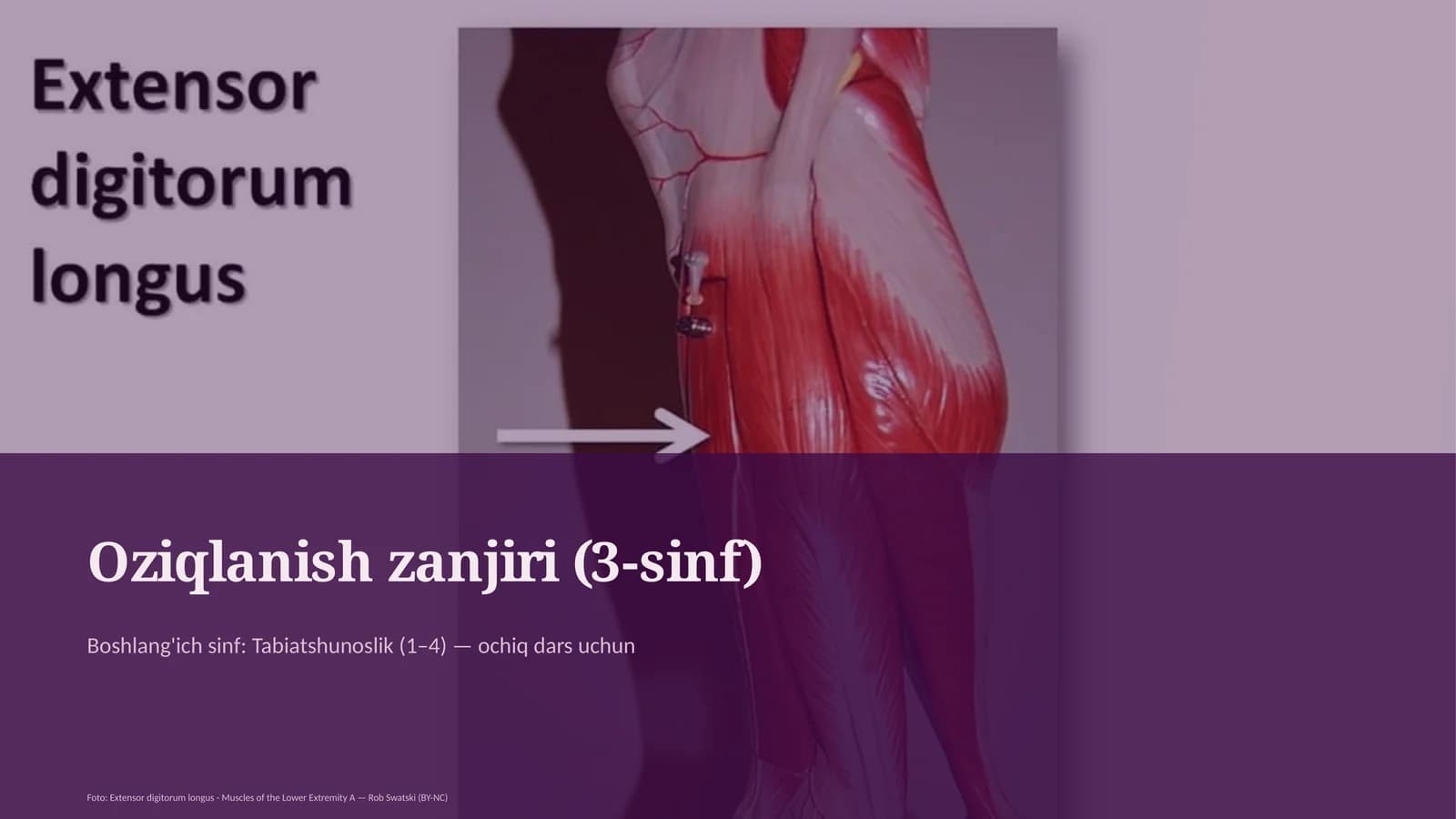 Oziqlanish zanjiri (3-sinf)