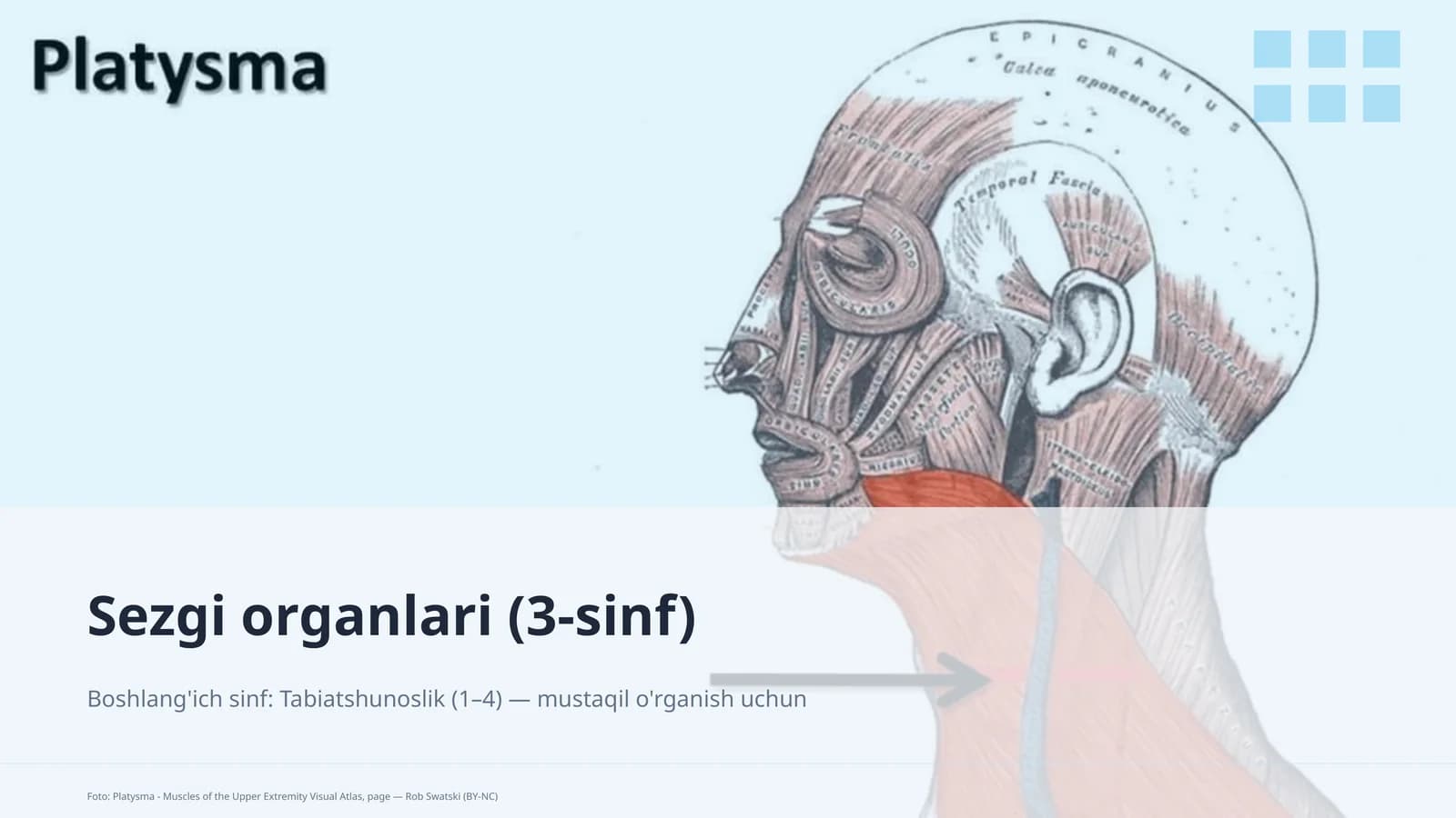 Sezgi organlari (3-sinf)