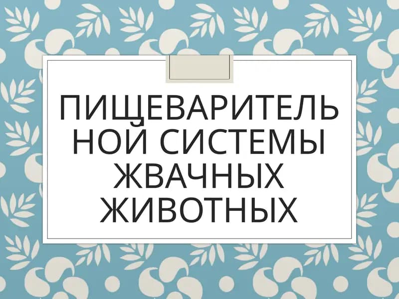 Пищеварительной системы жвачных животных