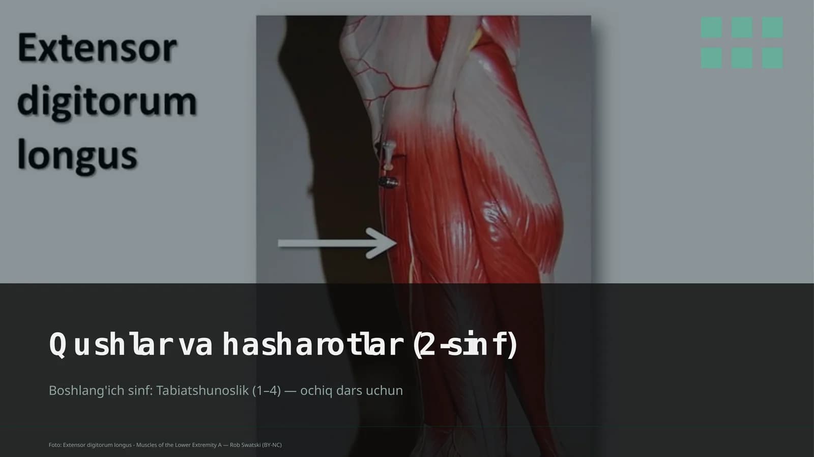 Qushlar va hasharotlar (2-sinf)
