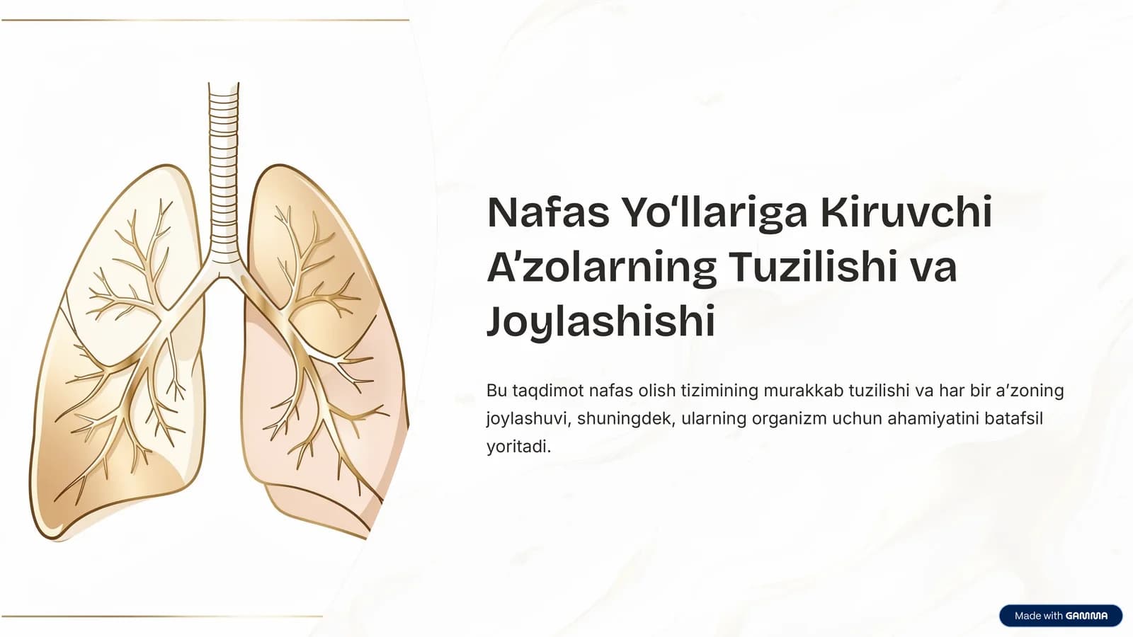 Nafas Yo‘llariga Kiruvchi A’zolarning Tuzilishi va Joylashishi