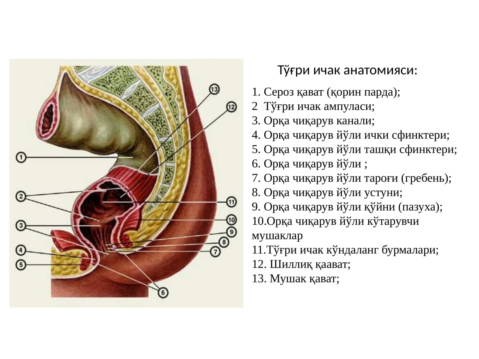 Тўғри ичак анатомияси