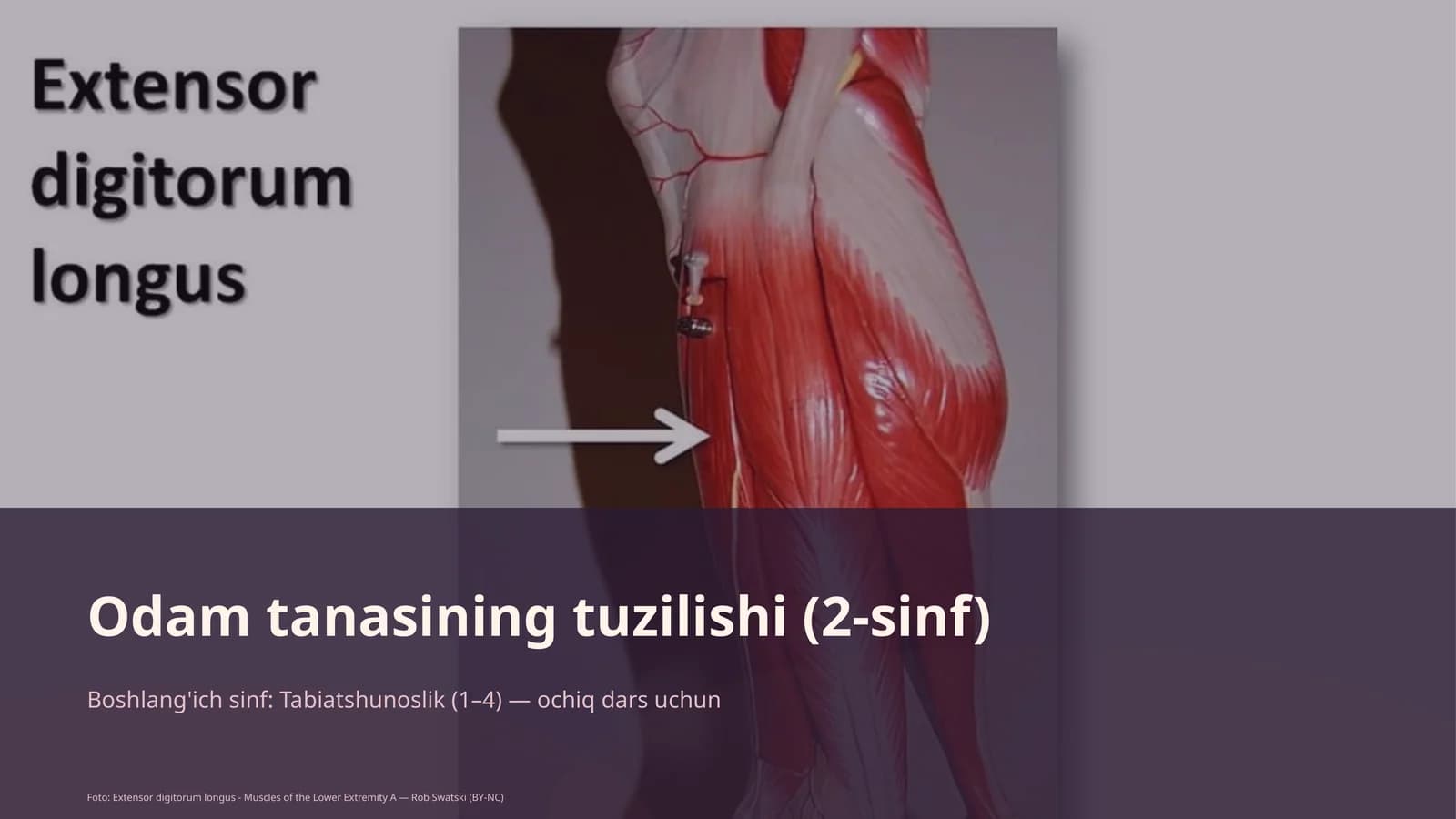 Odam tanasining tuzilishi (2-sinf)