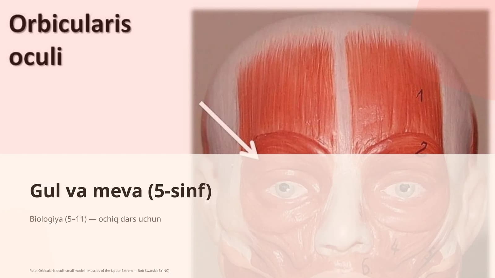 Gul va meva (5-sinf)