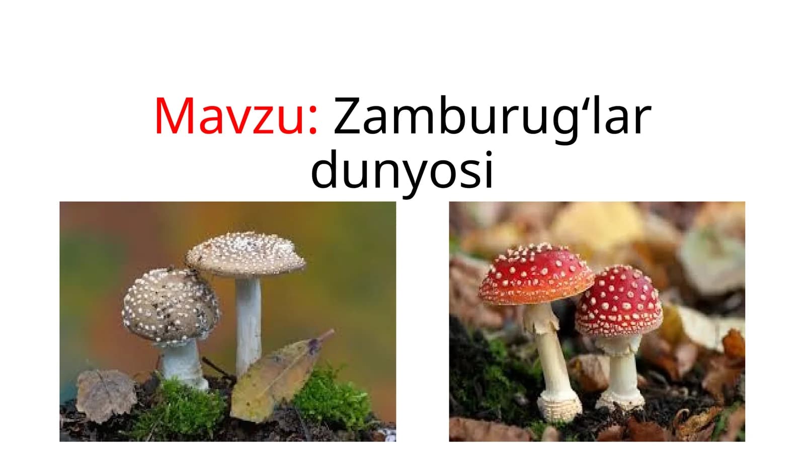 zamburug'lar