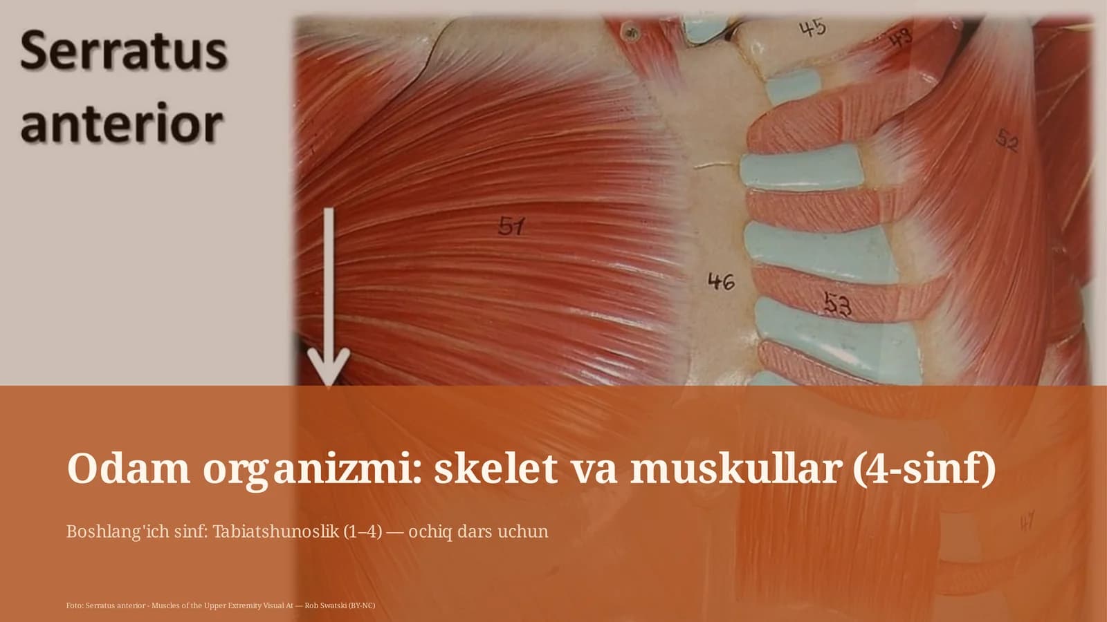 Odam organizmi: skelet va muskullar (4-sinf)