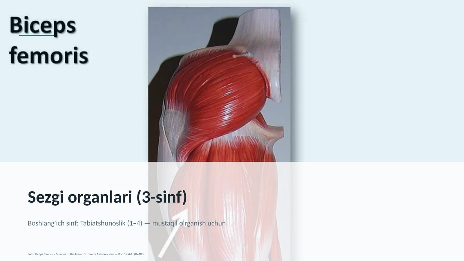 Sezgi organlari (3-sinf)