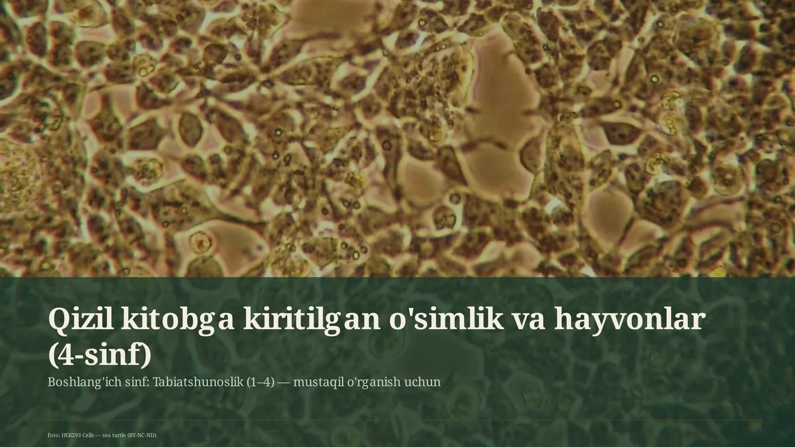 Qizil kitobga kiritilgan o'simlik va hayvonlar (4-sinf)