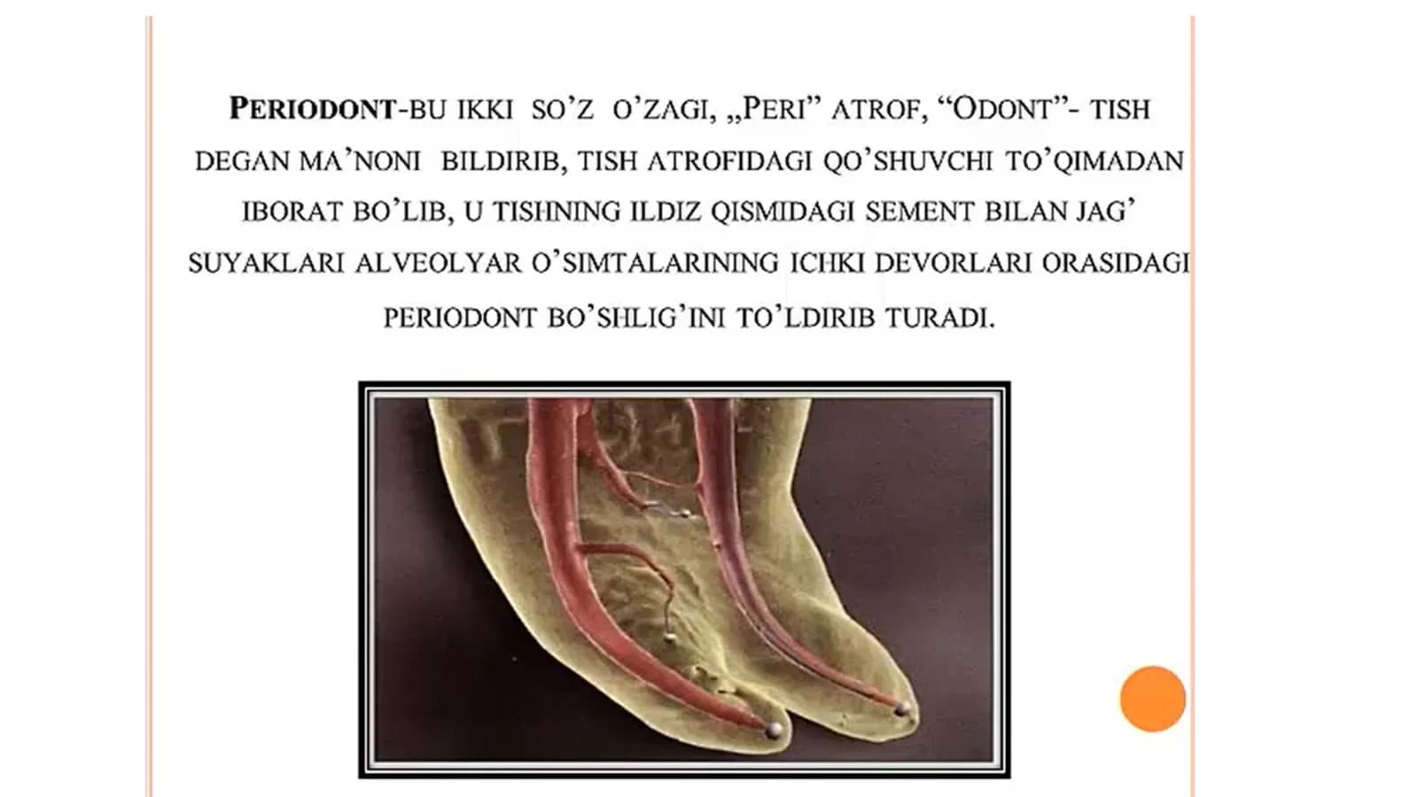 Periodont. Periodontit