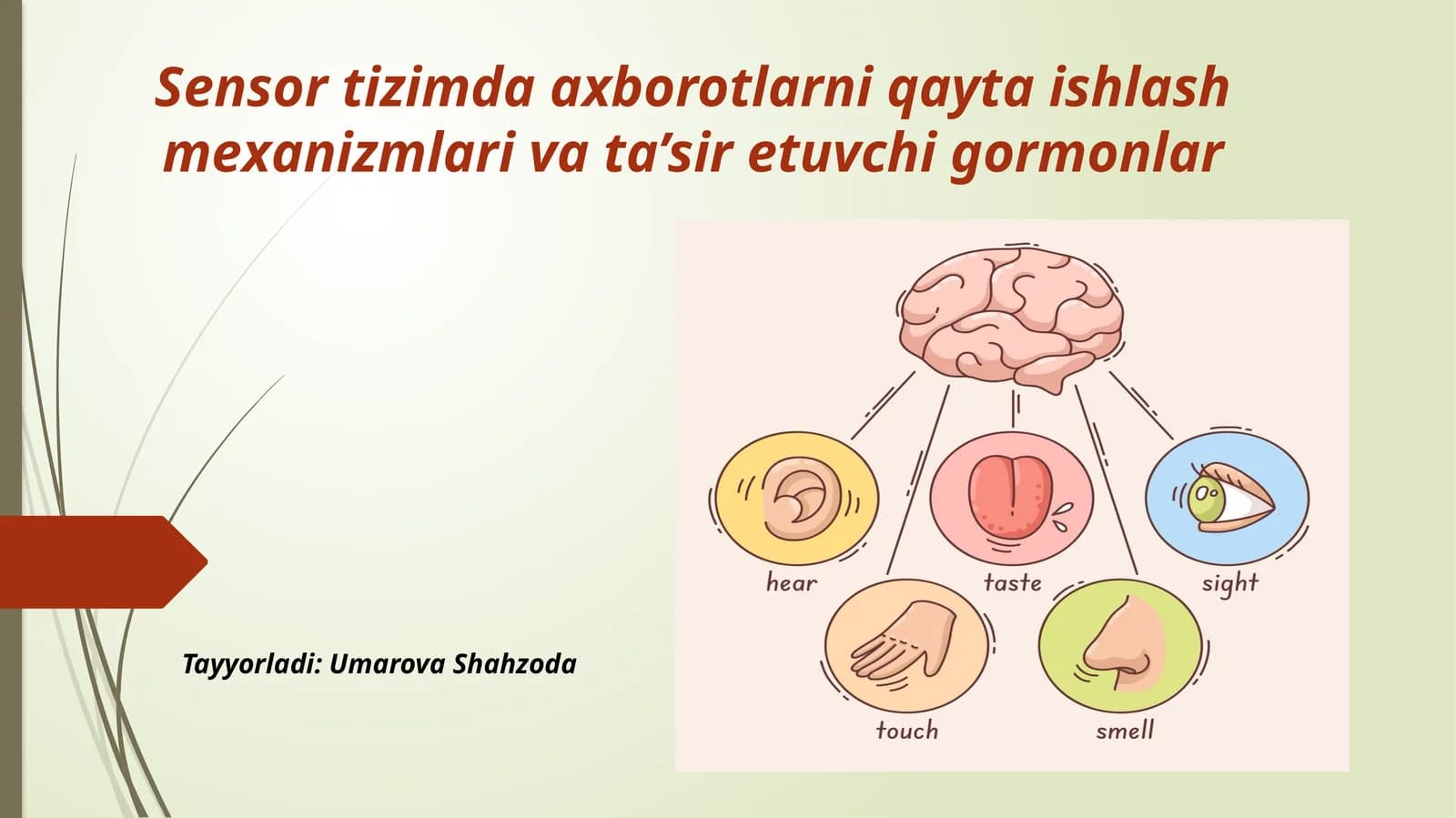 Sensortizimda axborotlarni qayta ishlash mexanizmlari va ta’sir etuvchi gormonlar