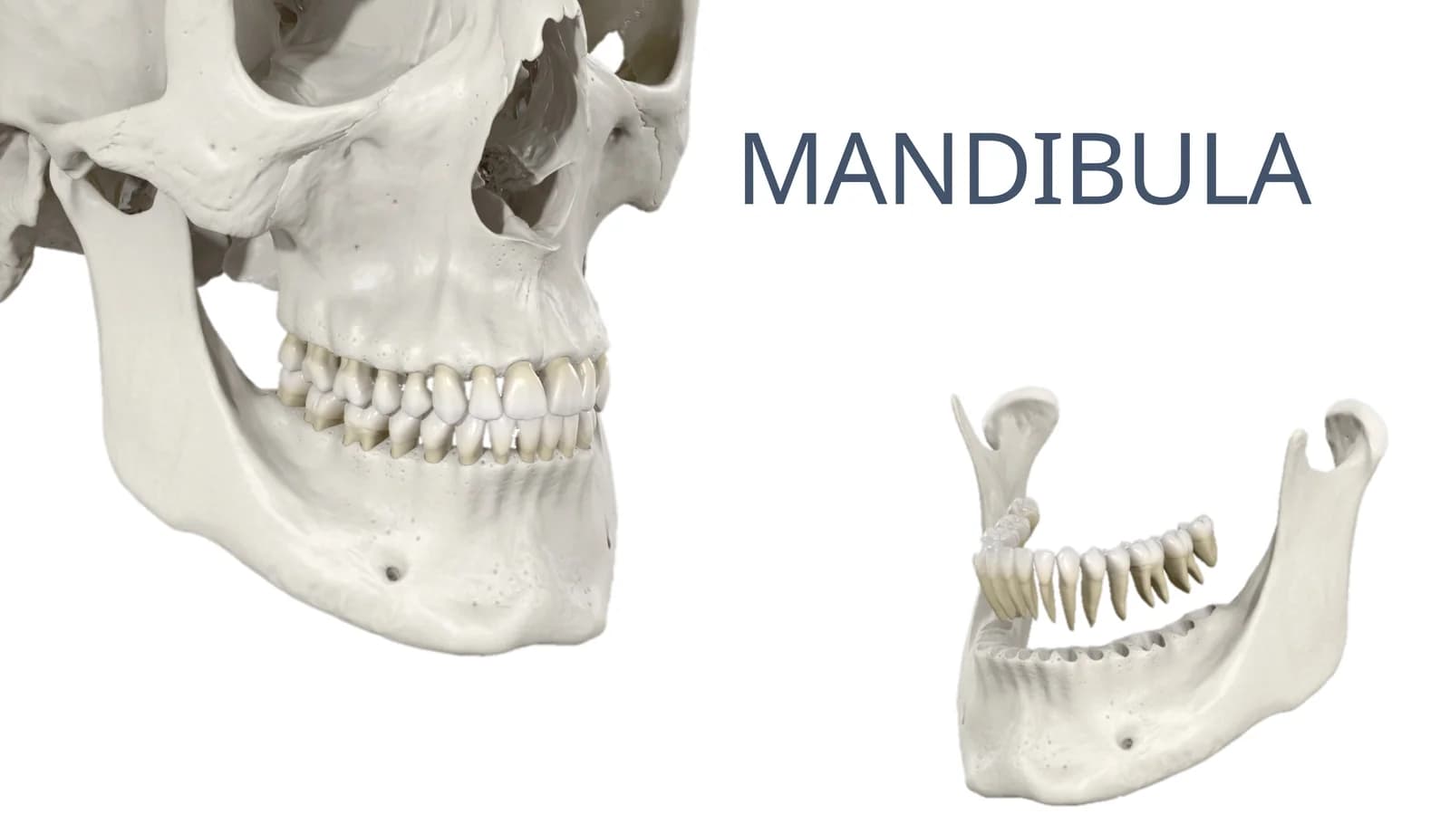 MANDIBULA