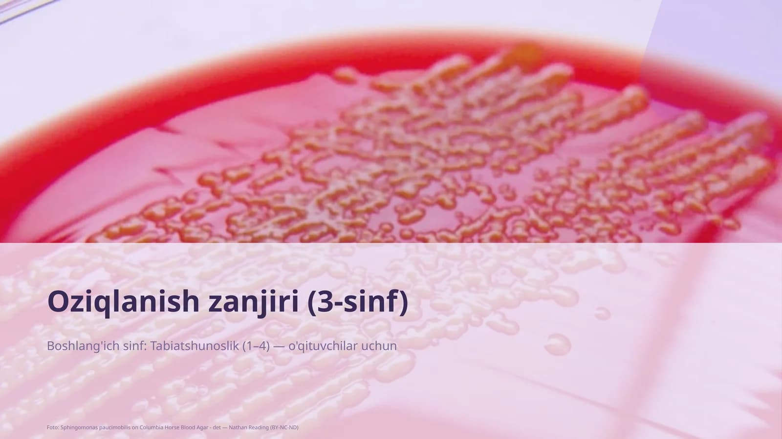 Oziqlanish zanjiri (3-sinf)