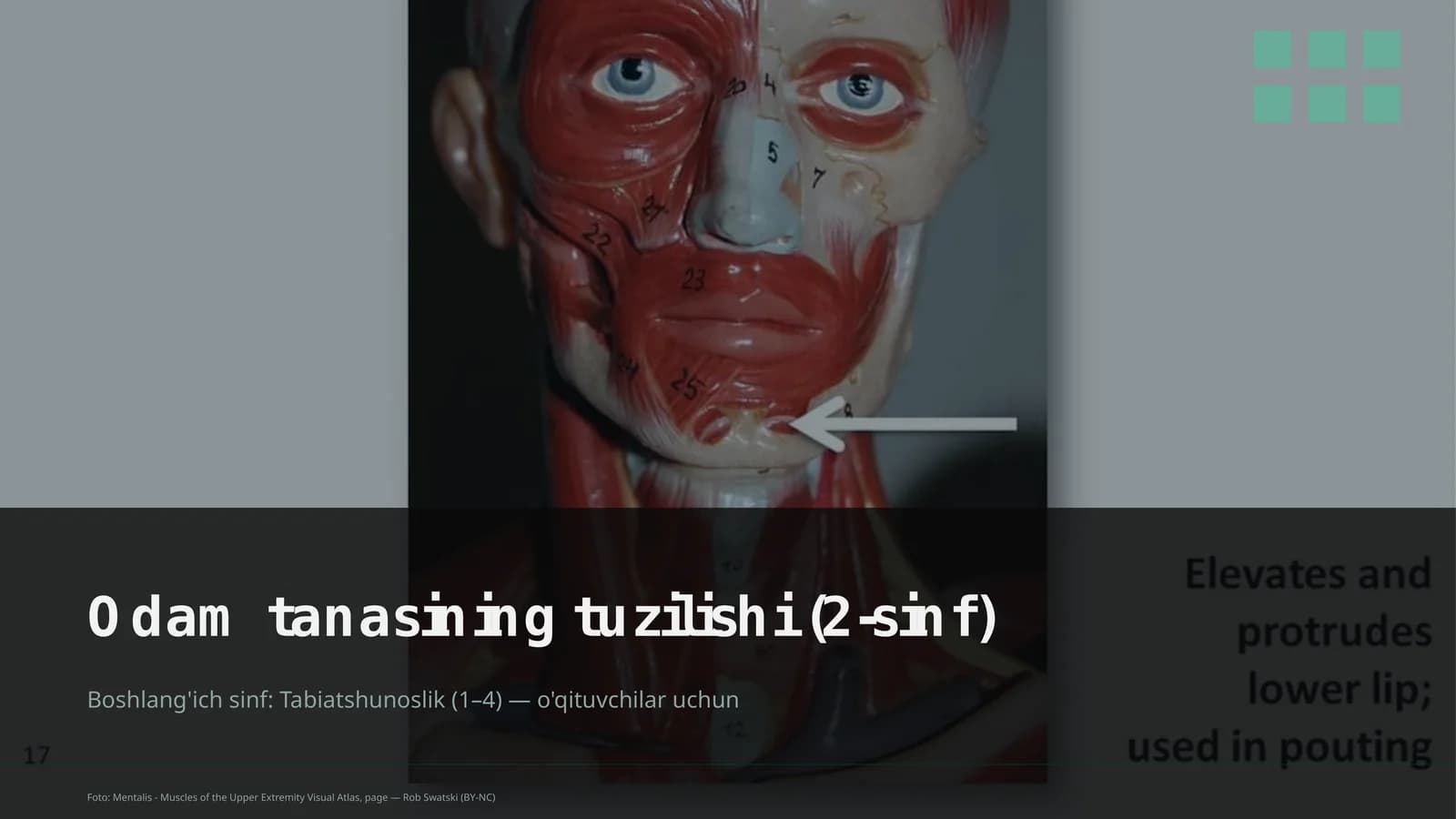 Odam tanasining tuzilishi (2-sinf)
