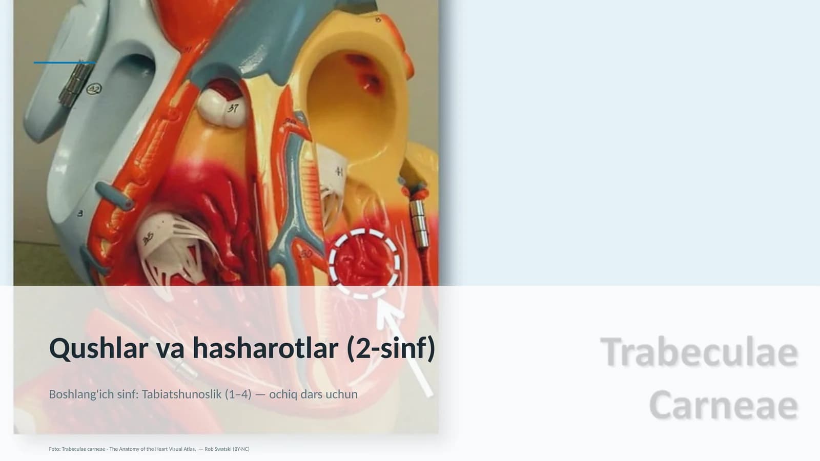 Qushlar va hasharotlar (2-sinf)