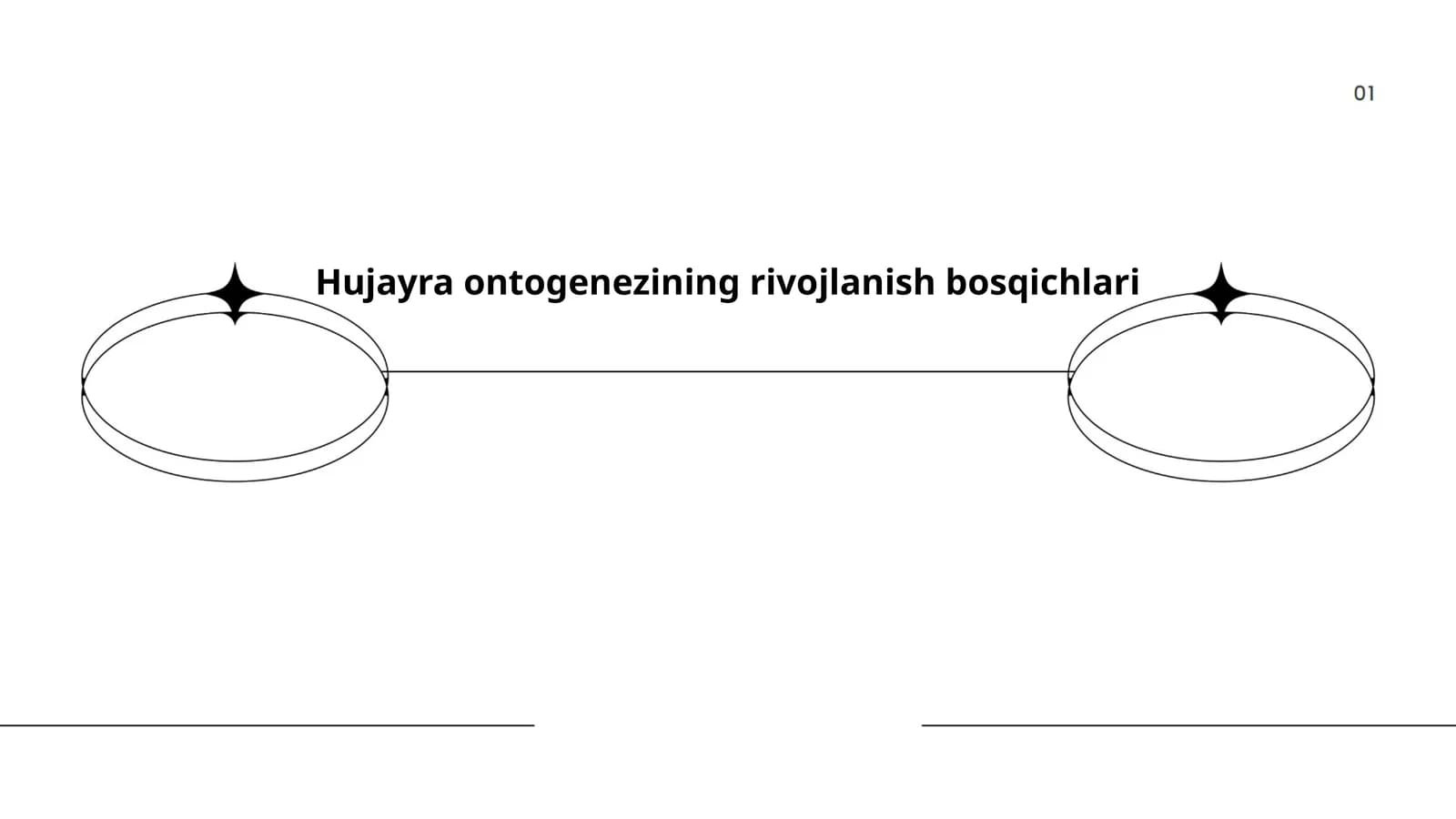 Hujayra ontogenezining rivojlanish bosqichlari