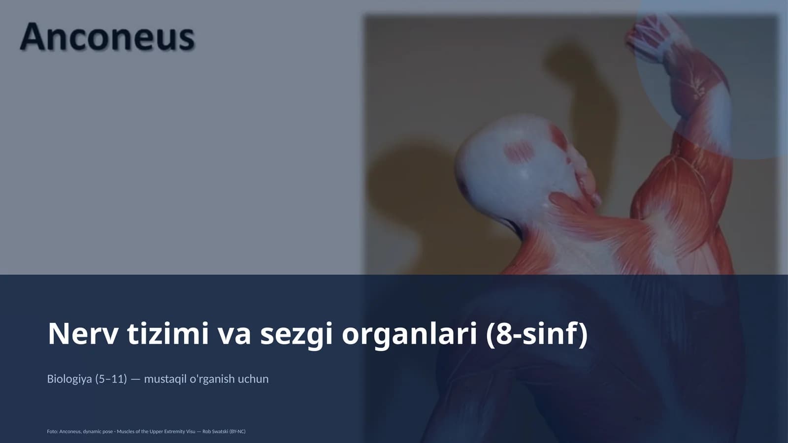 Nerv tizimi va sezgi organlari (8-sinf)