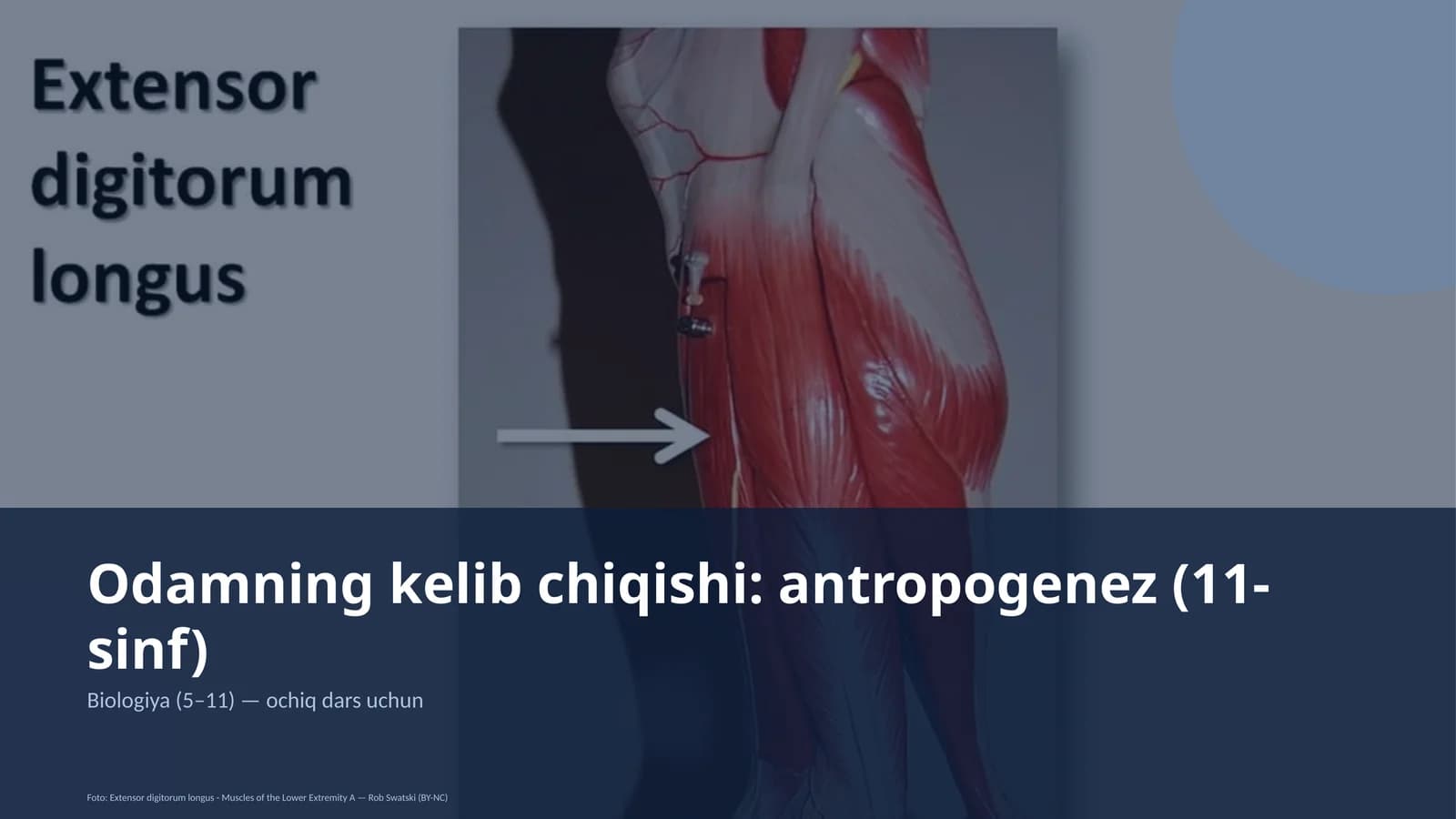 Odamning kelib chiqishi: antropogenez (11-sinf)