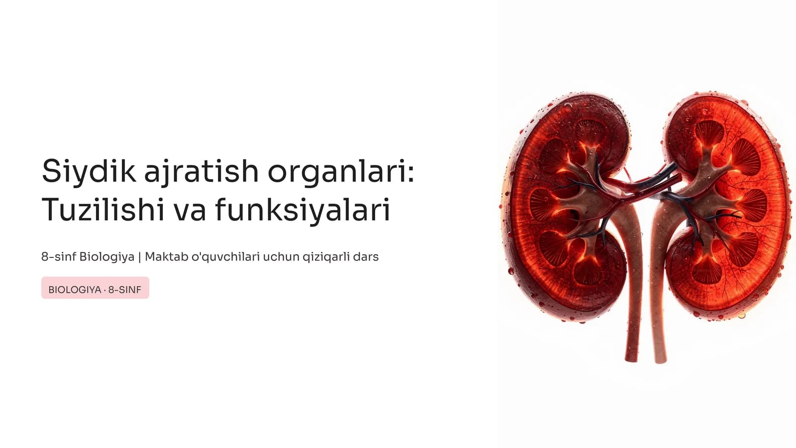 Siydik ajratish organlari: Tuzilishi va funksiyalari