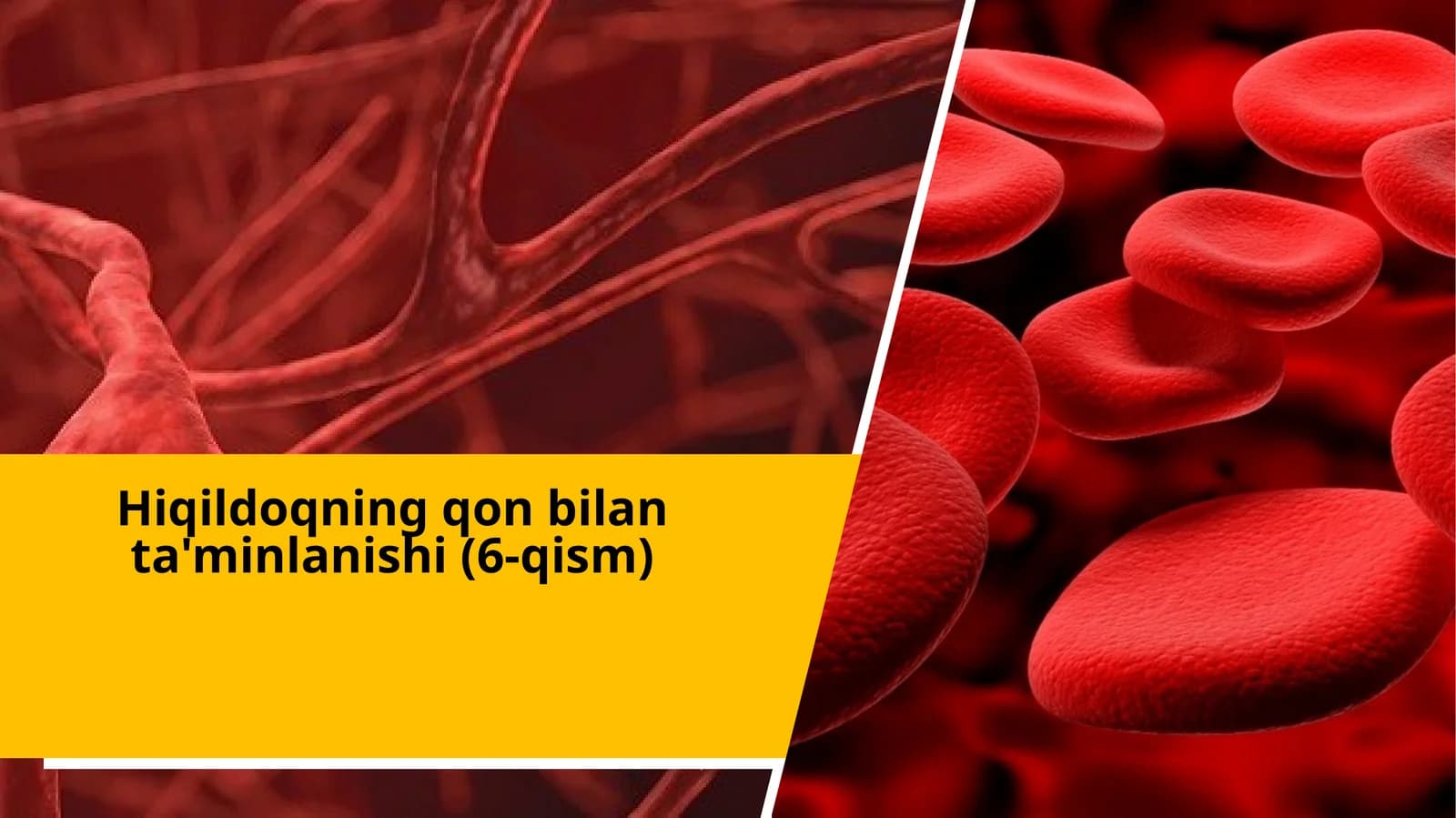 Hiqildoqning qon bilan ta'minlanishi (6-qism)