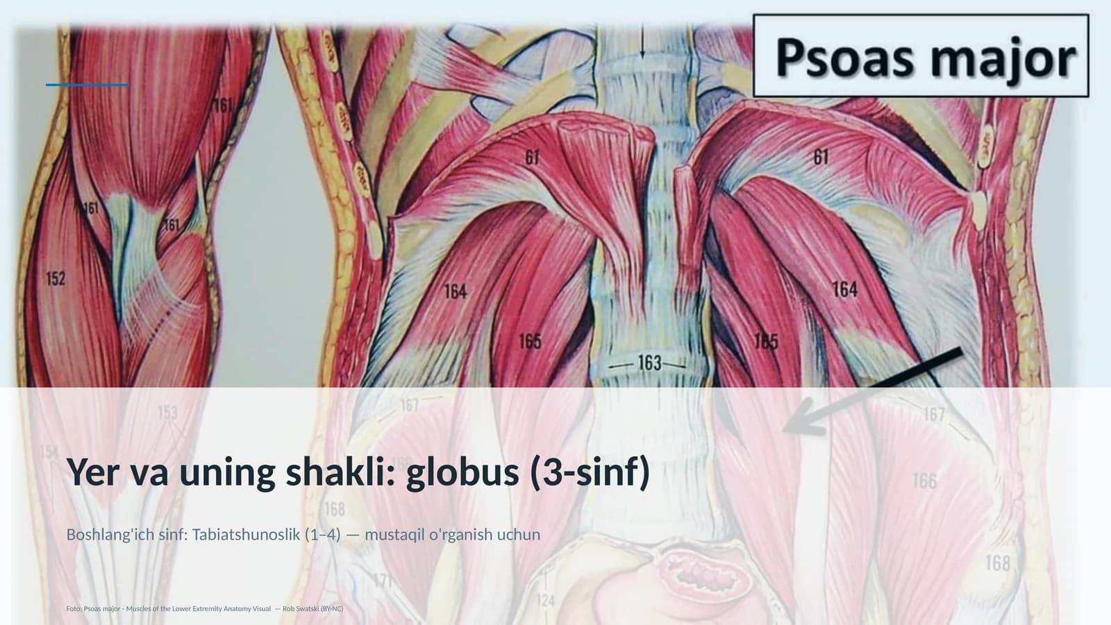 globus (3-sinf)