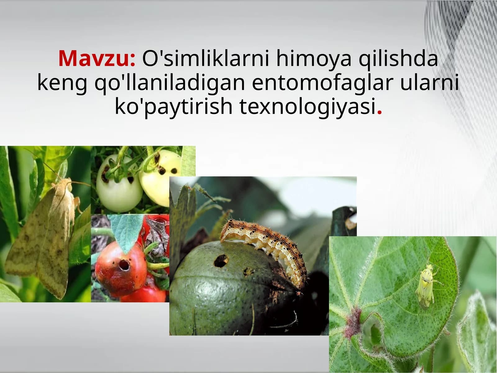 O'simliklarnihimoya qilishda keng qo'llaniladigan entomofaglar ularni ko'paytirish texnologiyasi