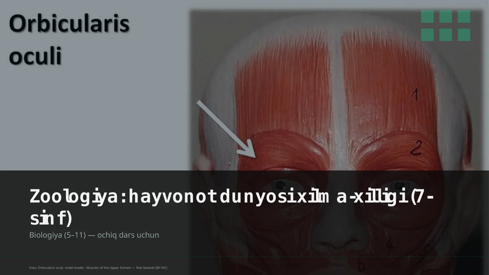 Zoologiya: hayvonot dunyosi xilma-xilligi (7-sinf)