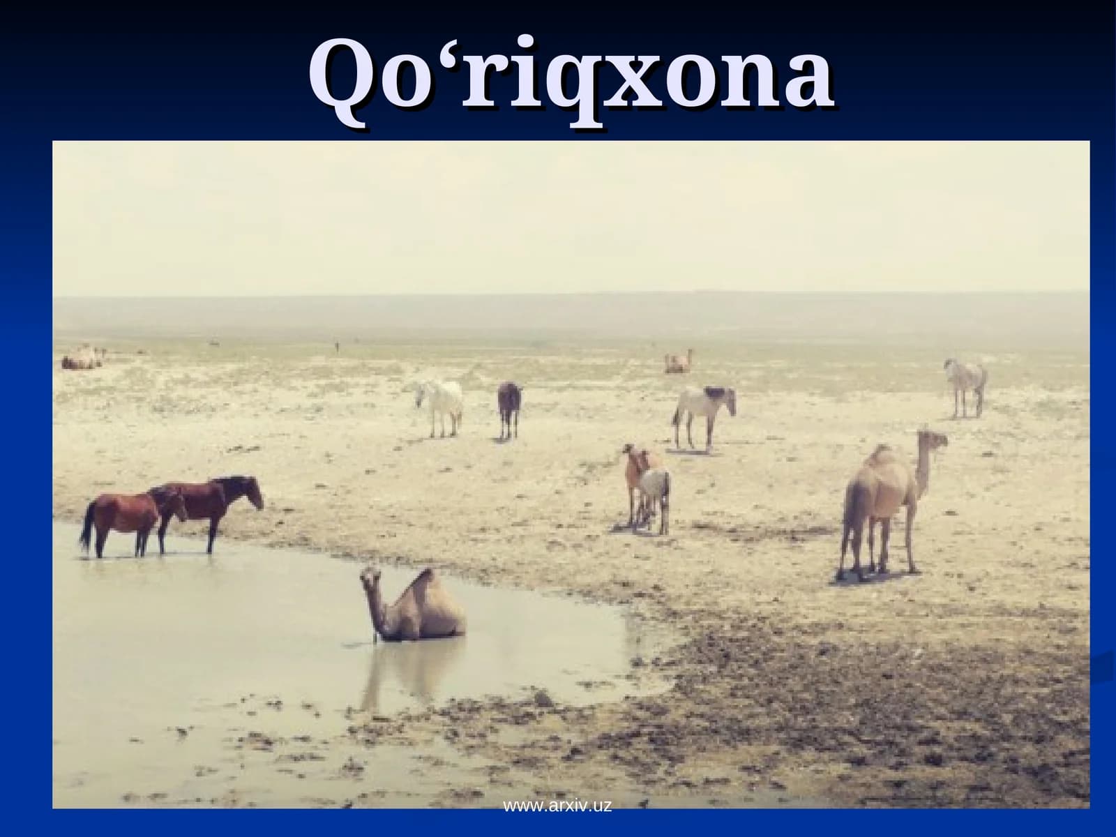 Qo‘riqxona